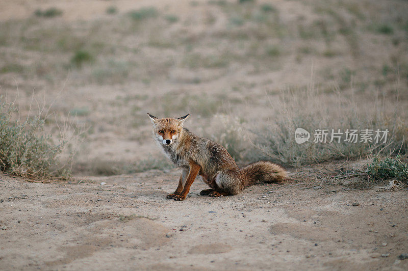 狐狸(Vulpes Vulpes)